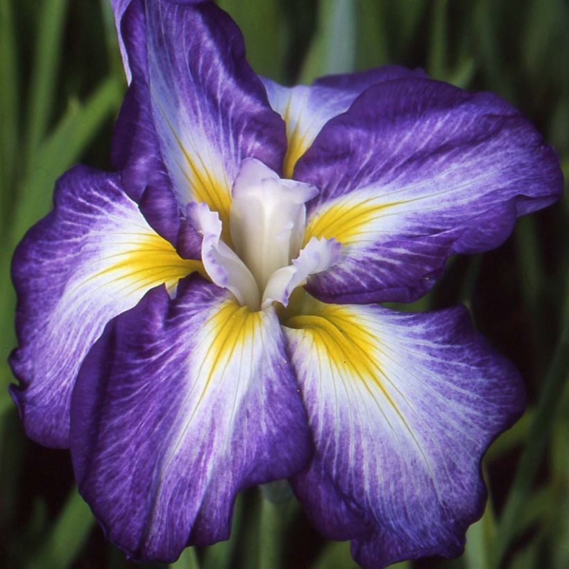 Iris ensata Illumination - Japanese Water Iris (Flowering)