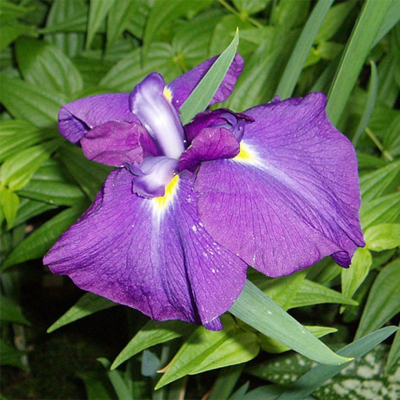 Iris ensata Velvety Queen - Japanese Water Iris (Flowering)