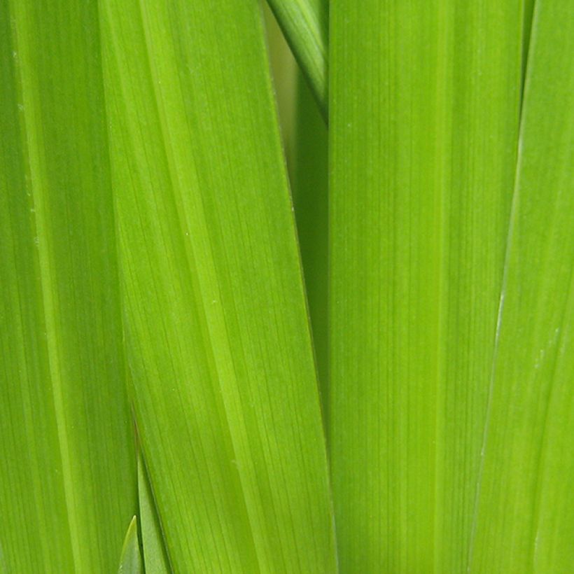 Iris ensata Worley Pink - Japanese Water Iris (Foliage)