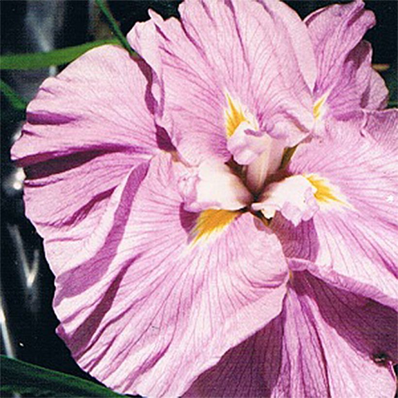 Iris ensata Worley Pink - Japanese Water Iris (Flowering)