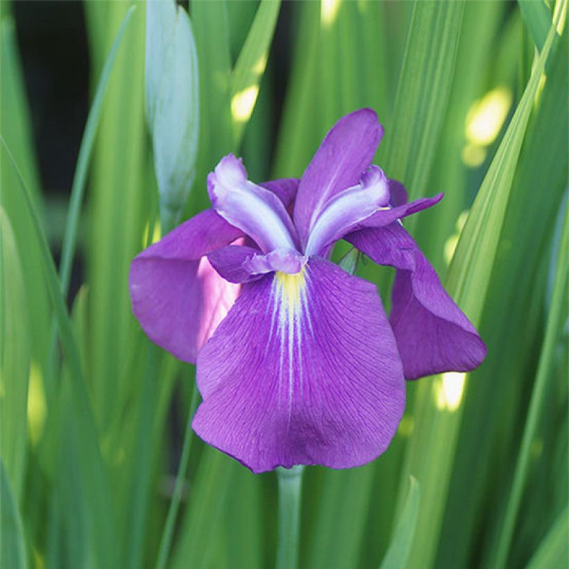 Iris ensata Yezo-nishiki - Japanese Water Iris (Flowering)