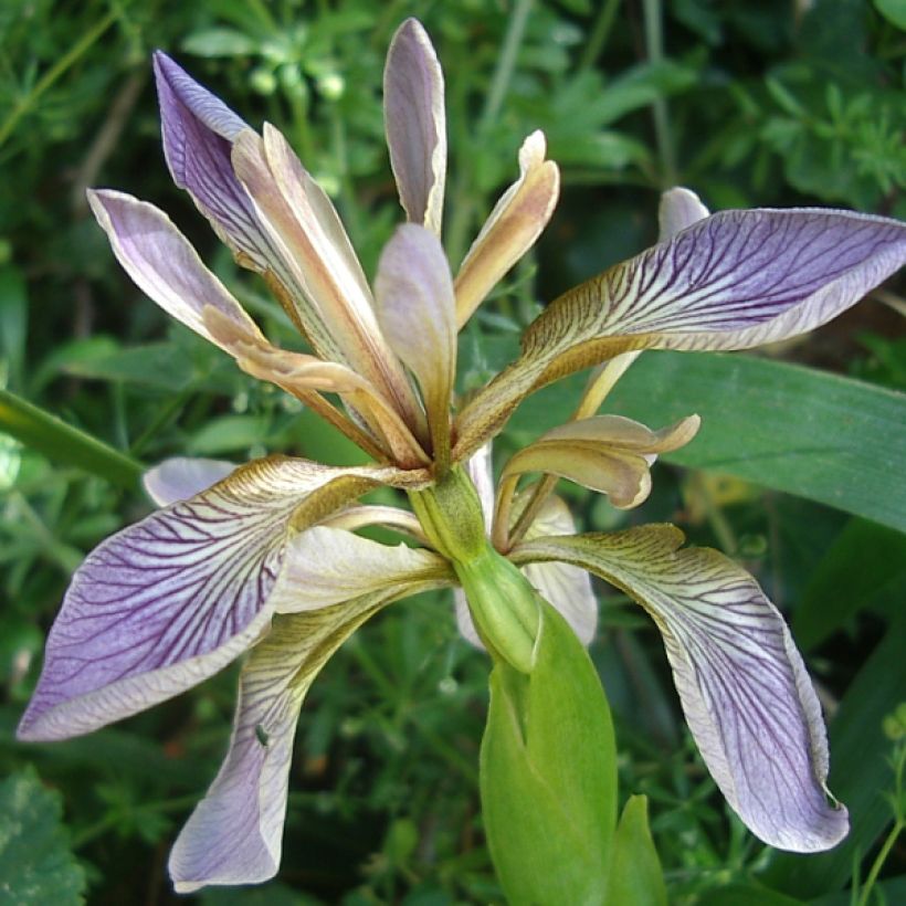 Iris foetidissima - Stinking Iris (Flowering)