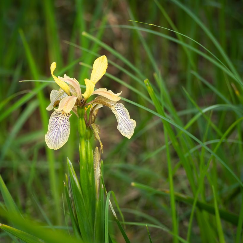 Iris foetidissima - Stinking Iris (Plant habit)