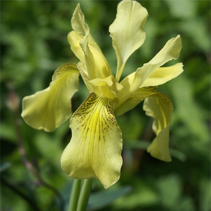 Iris forrestii (Flowering)