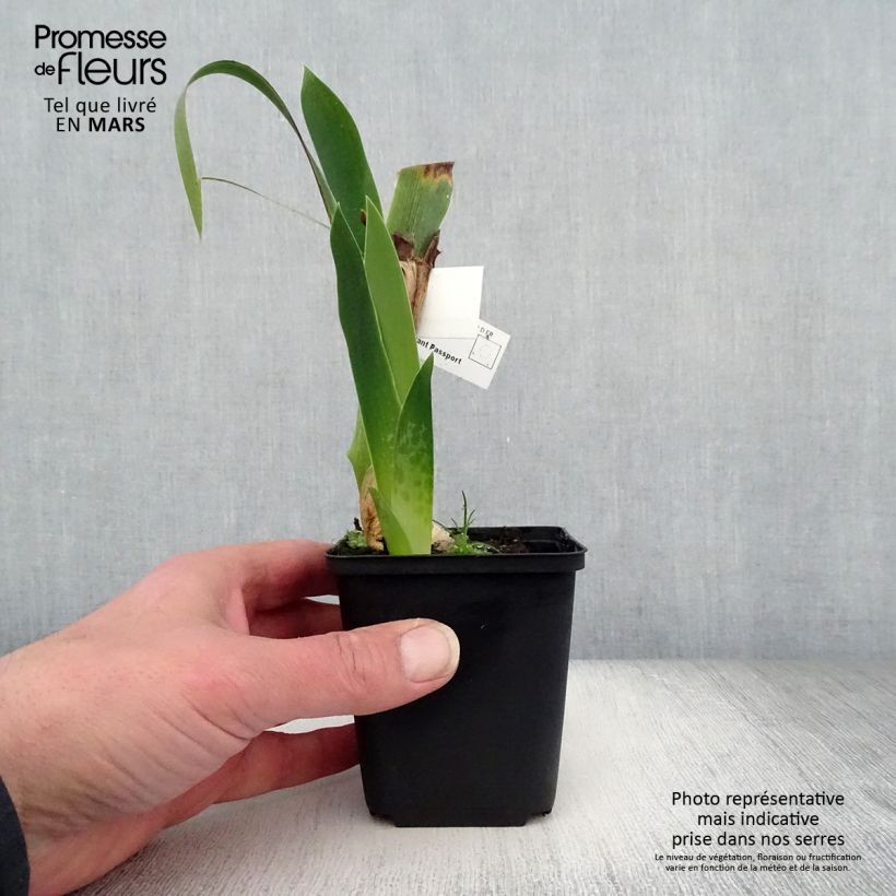 Iris germanica Above The Rim - Bearded Iris 8/9 cm pot sample as delivered in spring