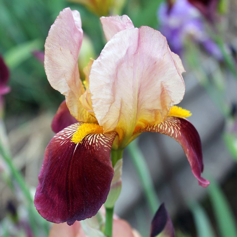 Iris germanica Agrippa - Bearded Iris (Flowering)