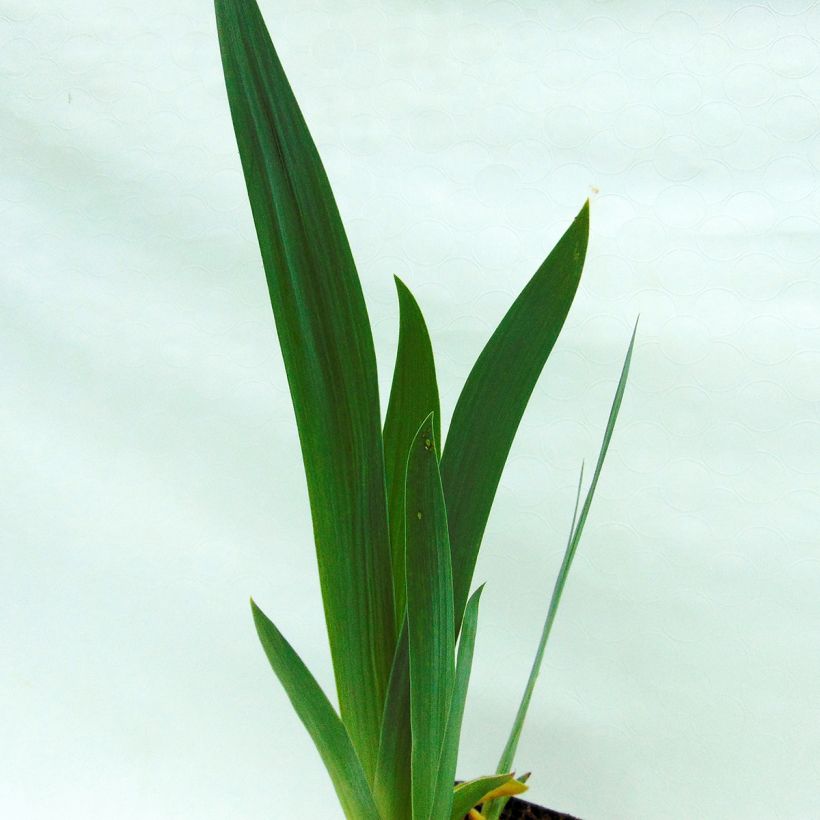 Iris germanica Alizes - Bearded Iris (Foliage)