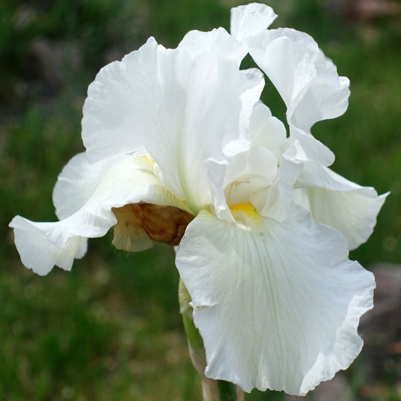 Iris America's Cup - Tall bearded Iris (Flowering)