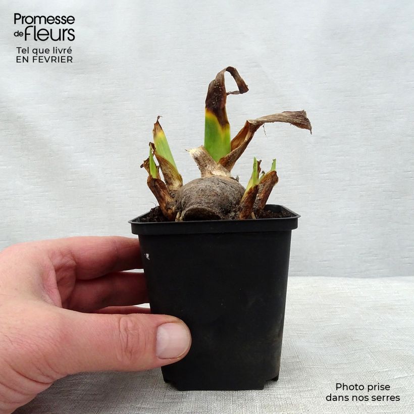 Iris germanica Amethyst Dancer - Bearded Iris 8/9 cm pot sample as delivered in winter