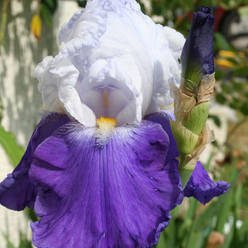 Iris germanica Arpege - Bearded Iris (Flowering)