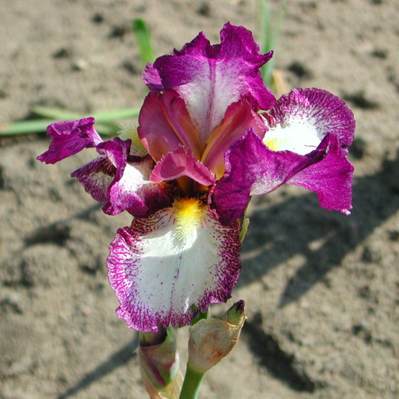 Iris germanica Autumn Encore - Bearded Iris (Flowering)