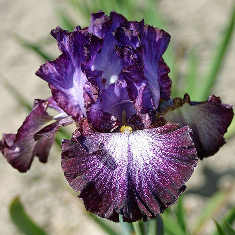 Iris Ball of Confusion (Flowering)