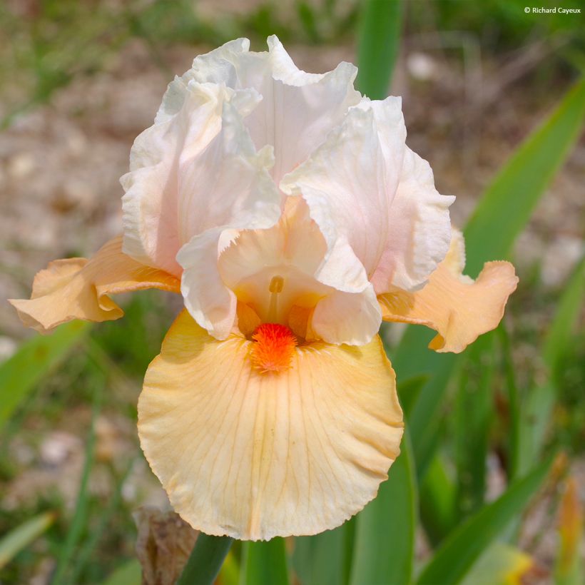 Iris germanica Bébé Rose - Bearded Iris (Flowering)