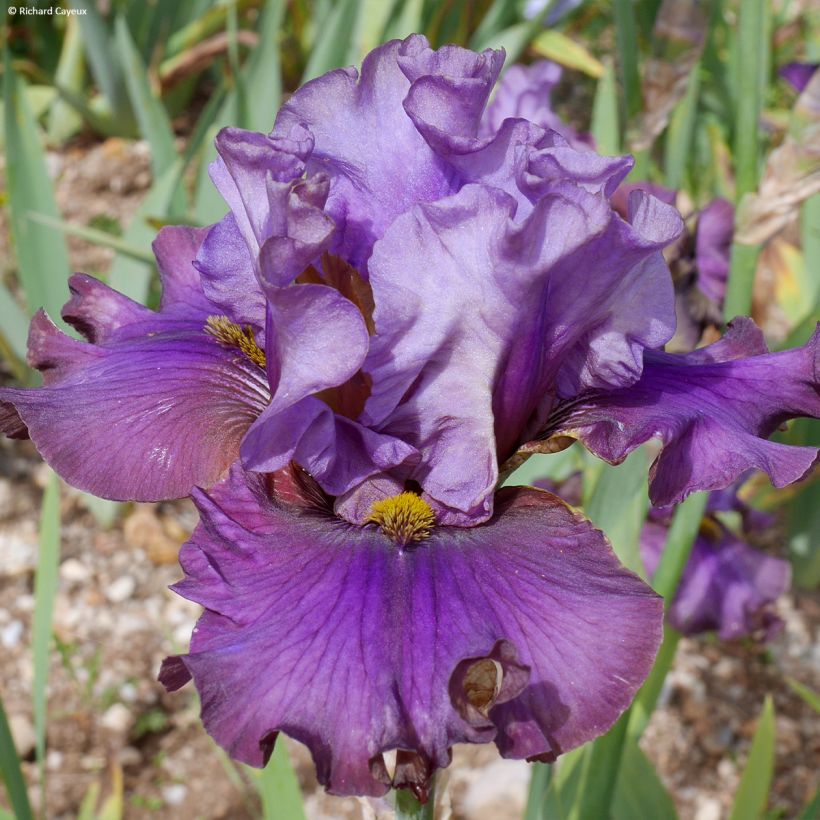Iris germanica Belle Surprise - Bearded Iris (Flowering)
