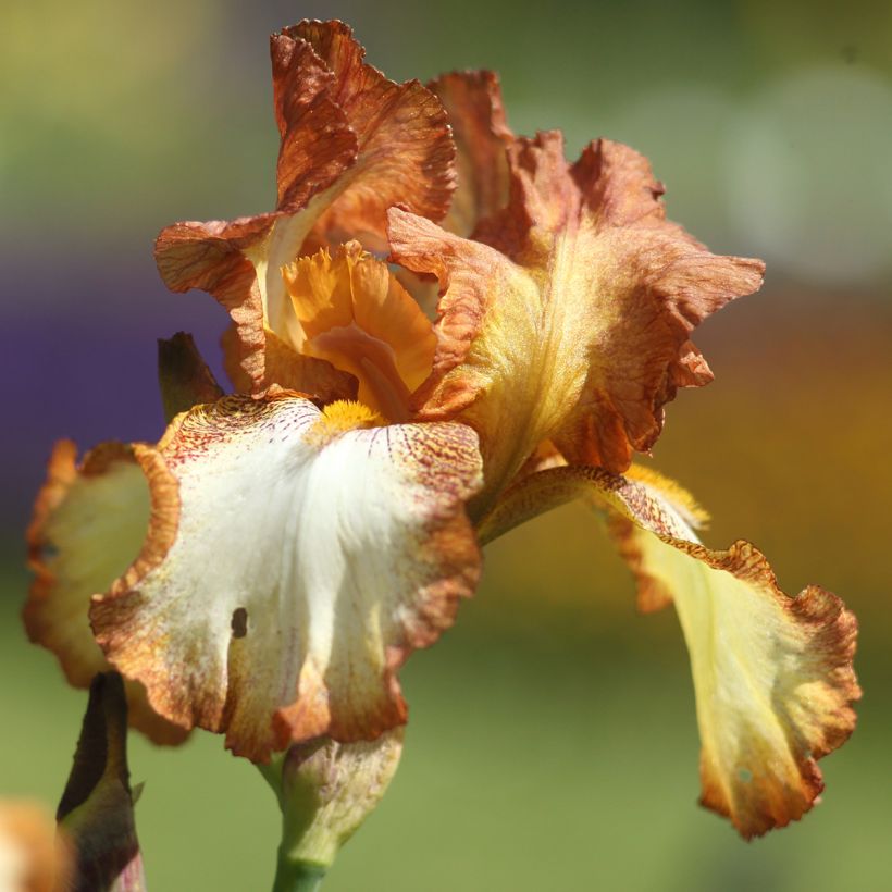 Iris germanica Belvi Queen - Bearded Iris (Flowering)