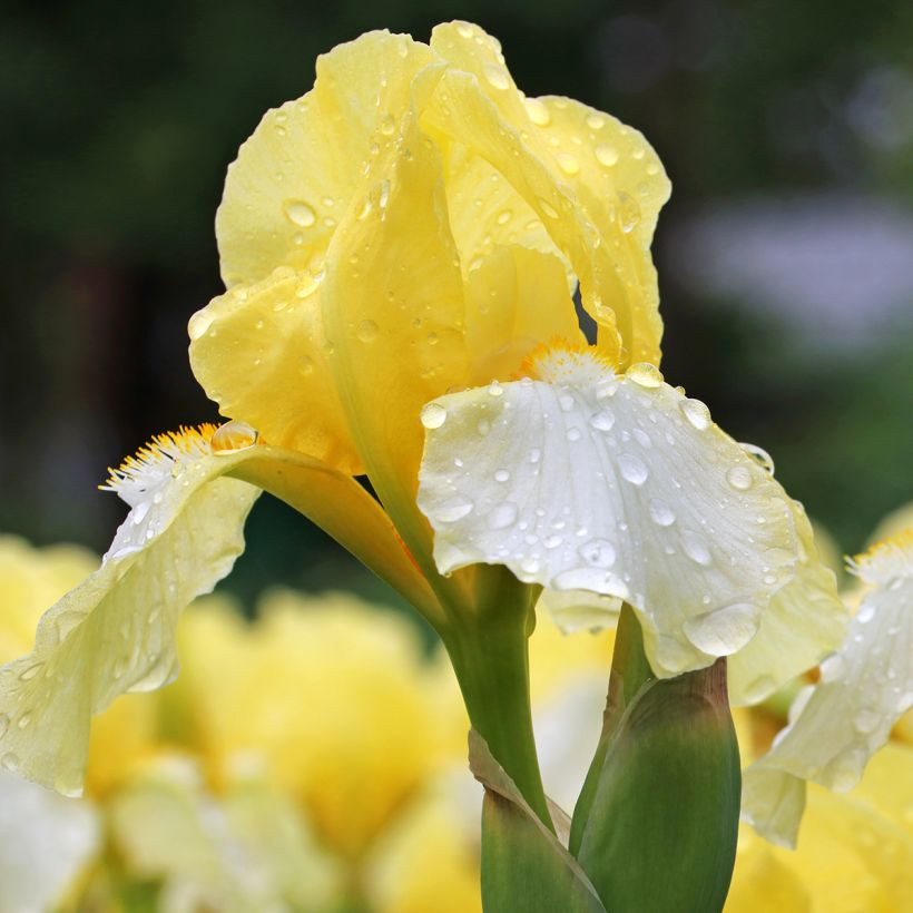 Iris germanica Blessed Again - Bearded Iris (Flowering)