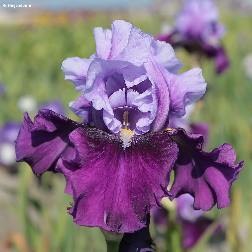 Iris germanica Bluebird Wine - Bearded Iris (Flowering)