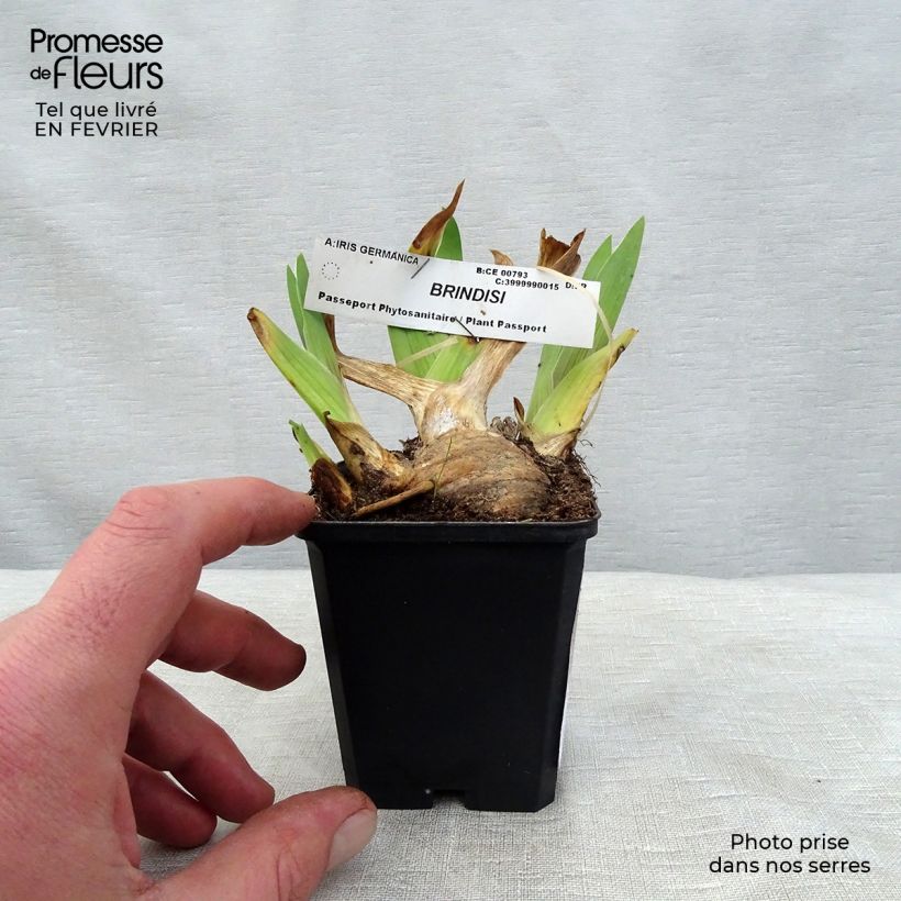 Iris germanica Brindisi - Bearded Iris sample as delivered in winter