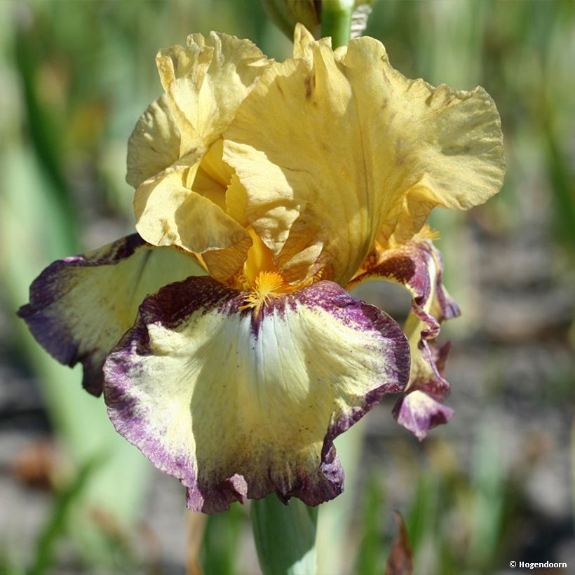 Iris germanica Bullwinkle - Bearded Iris (Flowering)