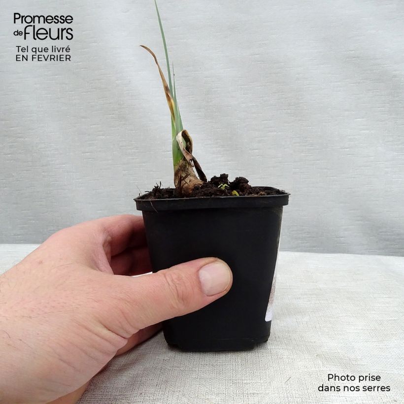 Iris germanica Cable Car - Bearded Iris 8/9 cm pot sample as delivered in winter
