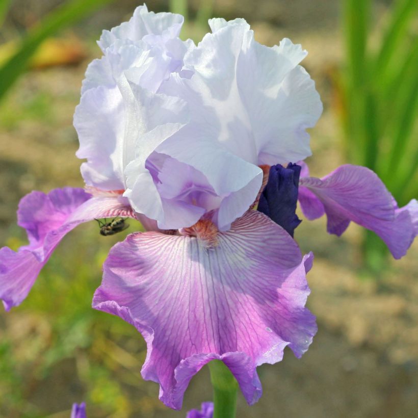 Iris germanica Carl and Sissy - Bearded Iris (Flowering)