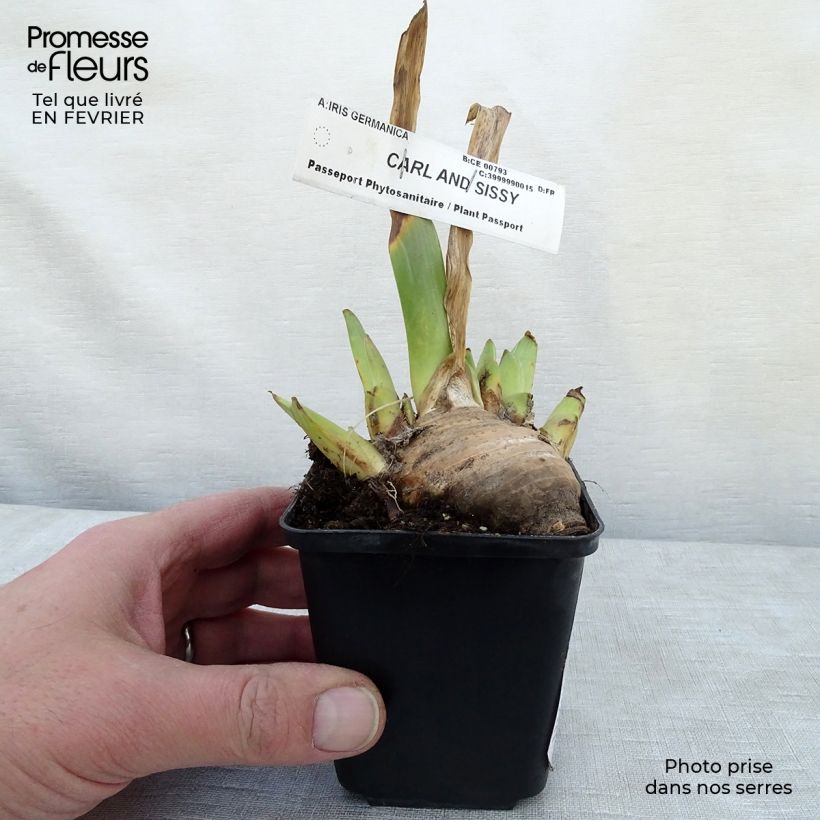 Iris germanica Carl and Sissy - Bearded Iris 8/9 cm pot sample as delivered in winter