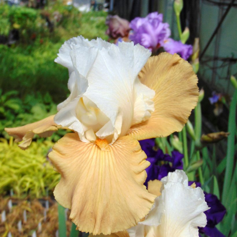 Iris germanica Chateau dAuvers-sur-Oise - Bearded Iris (Flowering)