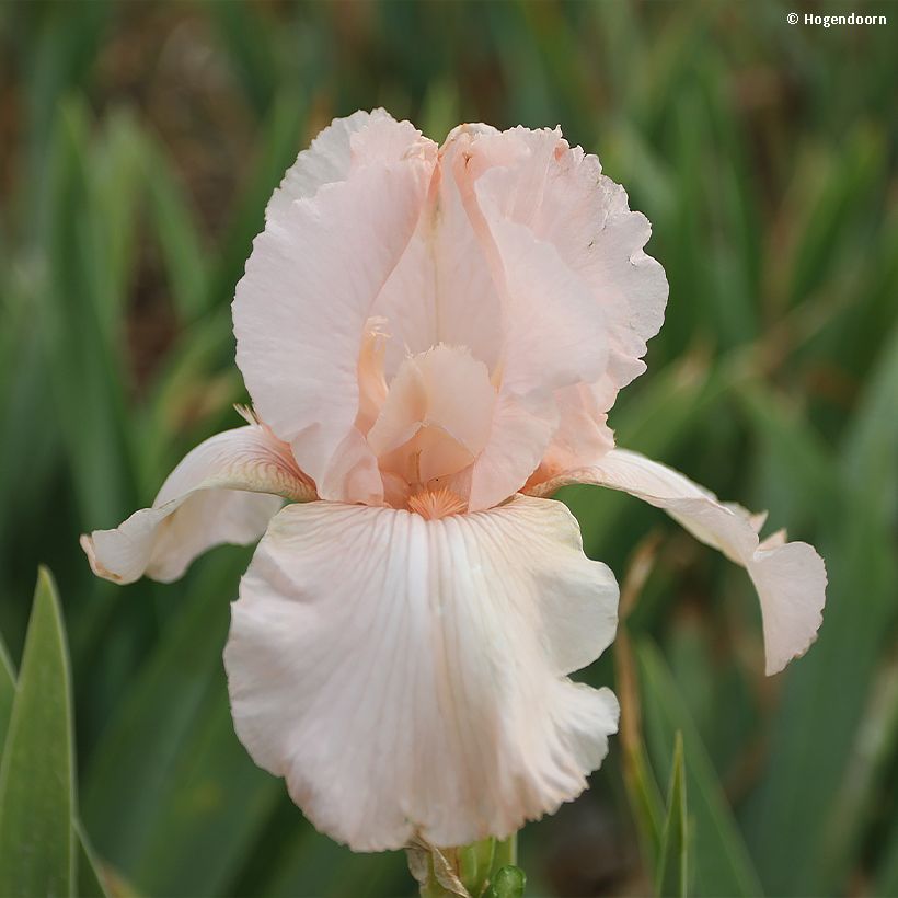 Iris germanica Cherished - Bearded Iris (Flowering)