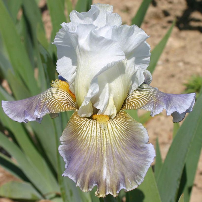 Iris germanica Ciel Gris sur Poilly - Bearded Iris (Flowering)