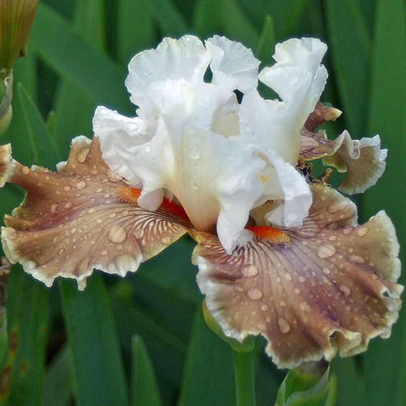 Iris germanica Coffee Whisper - Bearded Iris (Flowering)