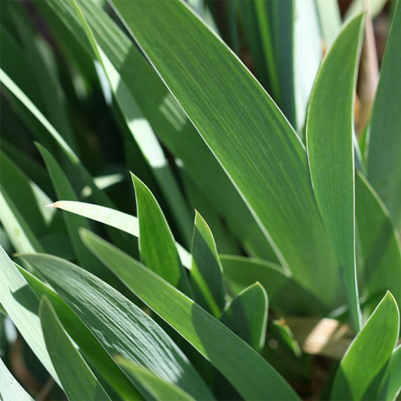 Iris germanica Devil Baby (Foliage)