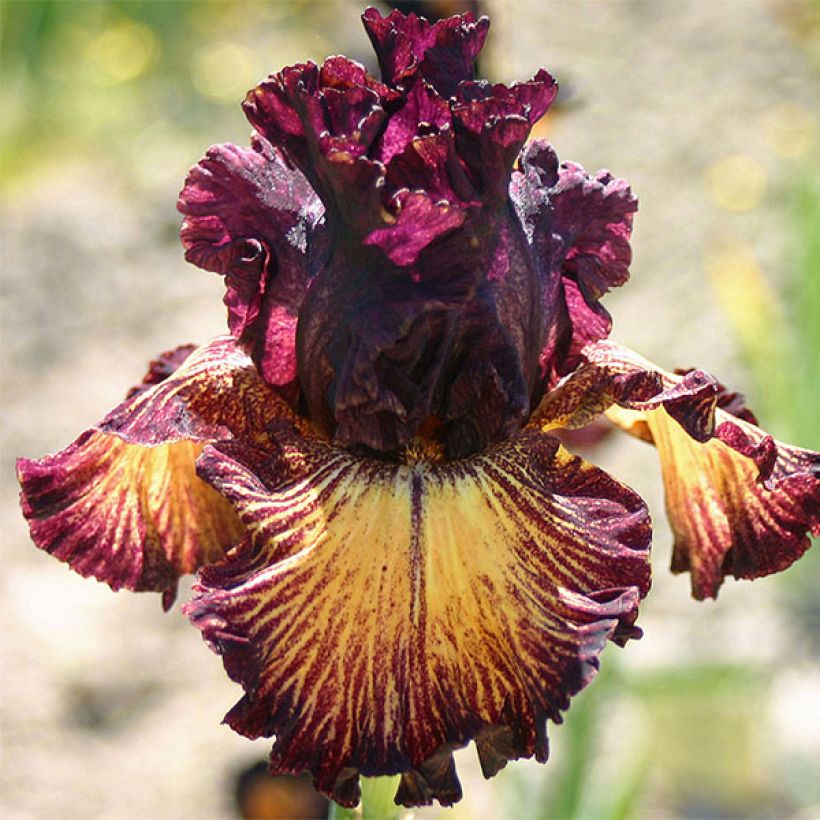 Iris germanica Drama Queen (Flowering)