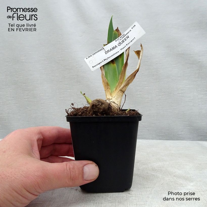 Iris germanica Drama Queen 8/9 cm pot sample as delivered in winter