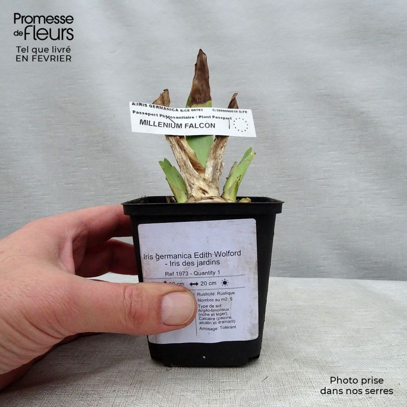 Iris germanica Edith Wolford - Bearded Iris 8/9 cm pot sample as delivered in winter