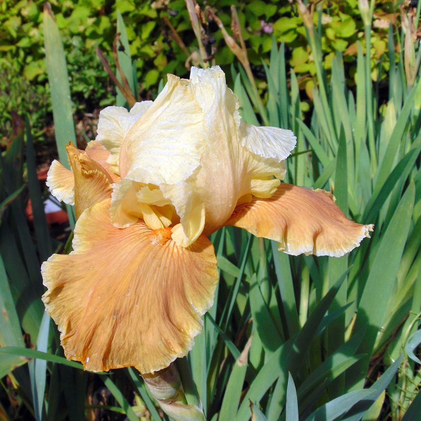 Iris germanica English Charm (Flowering)
