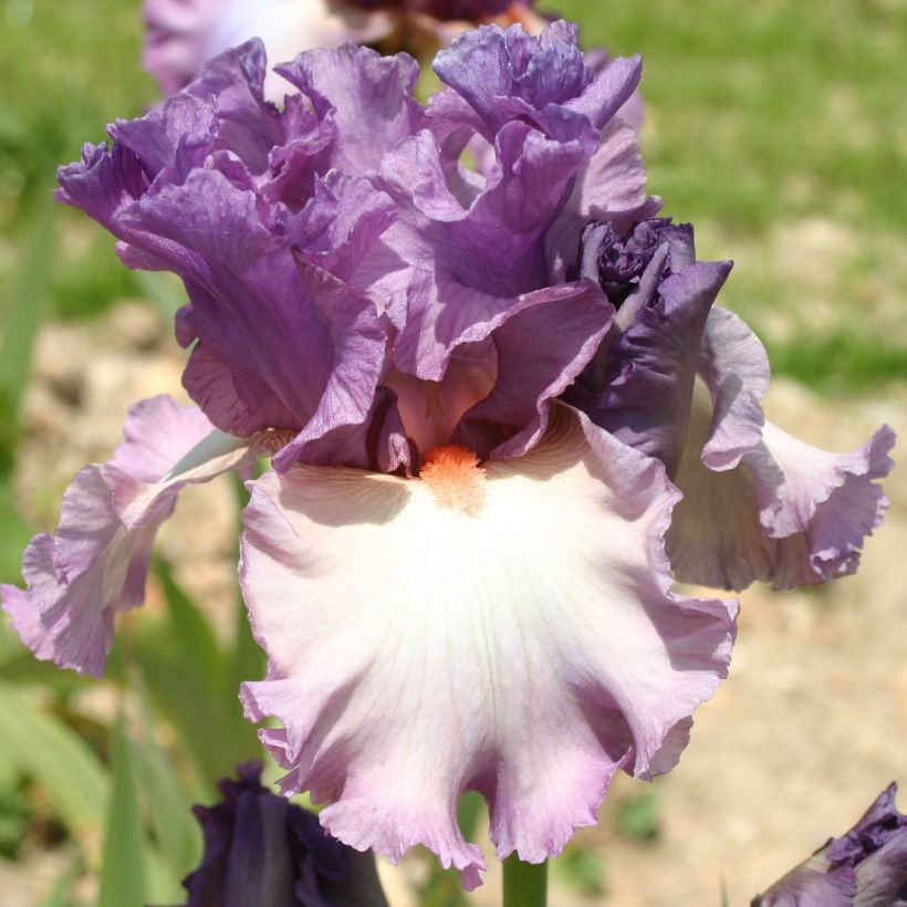 Iris germanica Fashion Statement (Flowering)