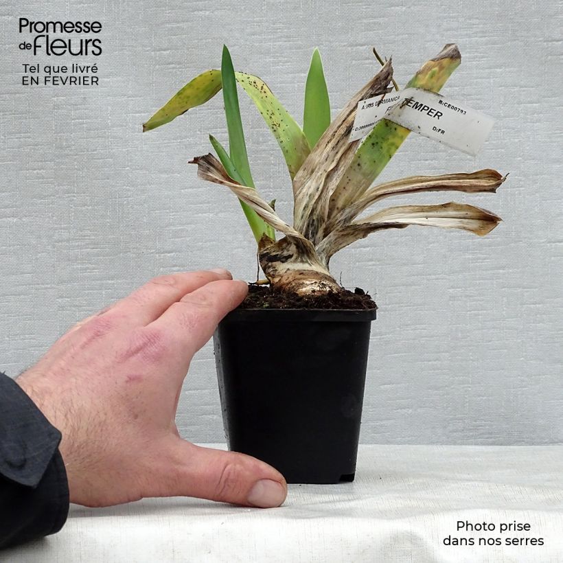 Iris germanica Fiery Temper - Bearded Iris 8/9 cm pot sample as delivered in winter