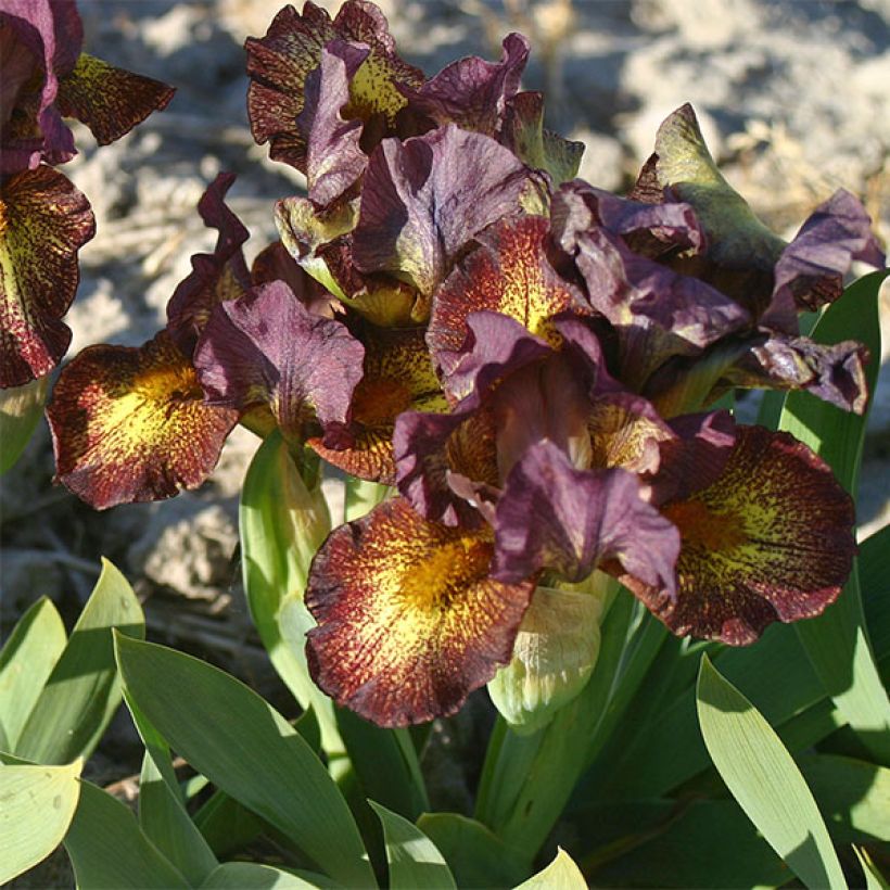 Iris germanica Firestorm - Bearded Iris (Flowering)