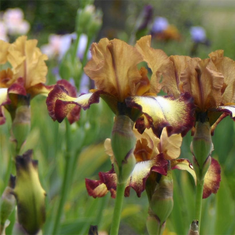 Iris germanica Flamenco (Flowering)
