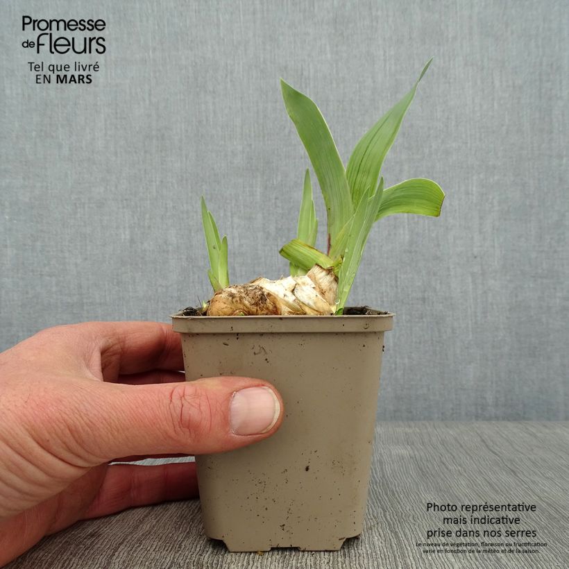 Iris germanica Flamenco 8/9 cm pot sample as delivered in winter