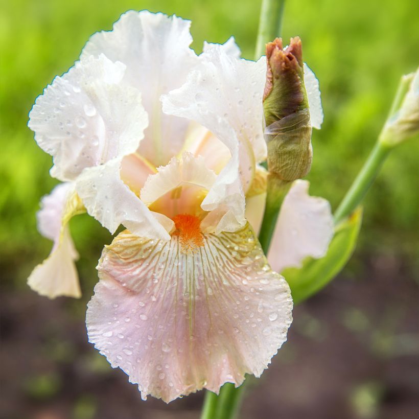 Iris germanica Frappé (Flowering)