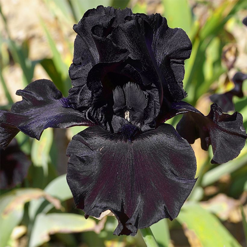 Iris germanica Ghost Train (Flowering)