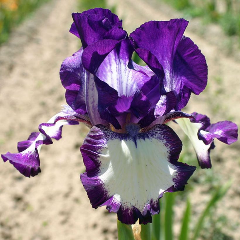 Iris germanica Going My Way - Bearded Iris (Flowering)
