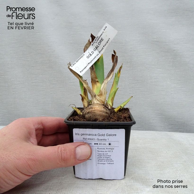 Iris germanica Gold Galore 8/9 cm pot sample as delivered in winter