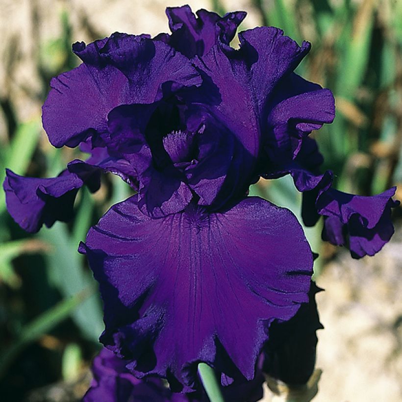 Iris germanica High Stakes - Bearded Iris (Flowering)