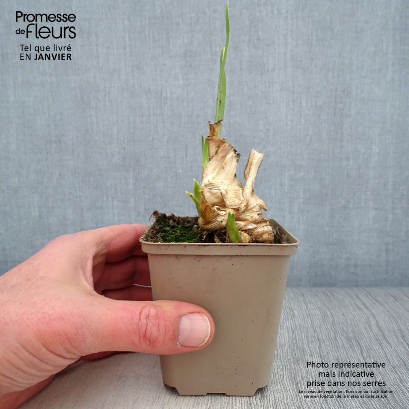 Iris germanica Hissy Fit 8/9 cm pot sample as delivered in winter