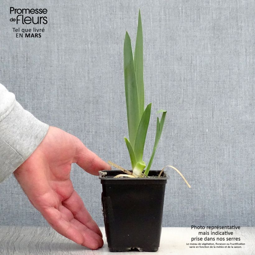Iris germanica Hysteria 8/9 cm pot sample as delivered in spring