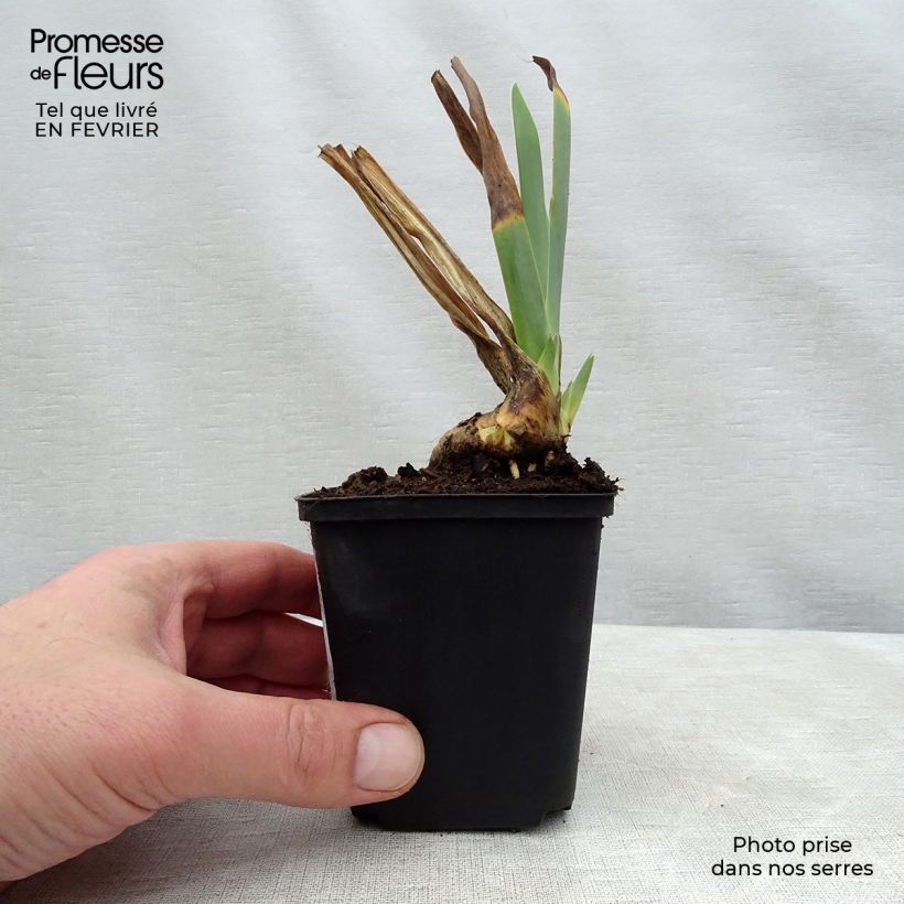 Iris germanica Irisades 8/9 cm pot sample as delivered in winter