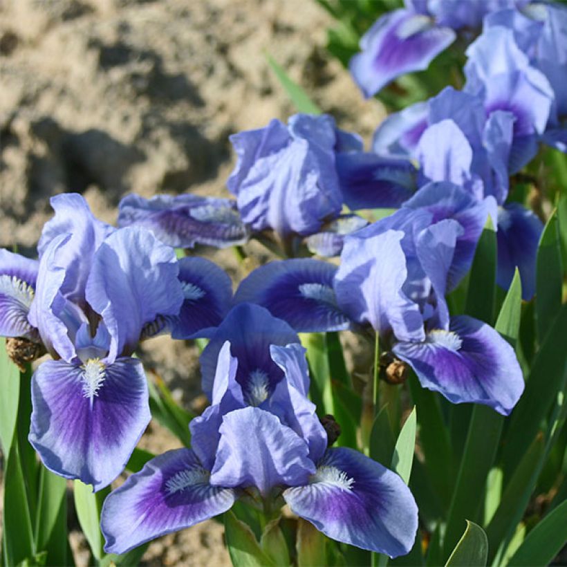 Iris germanica Katty Petts - Bearded Iris (Flowering)