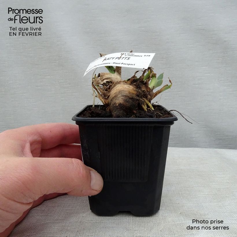 Iris germanica Katty Petts - Bearded Iris sample as delivered in winter